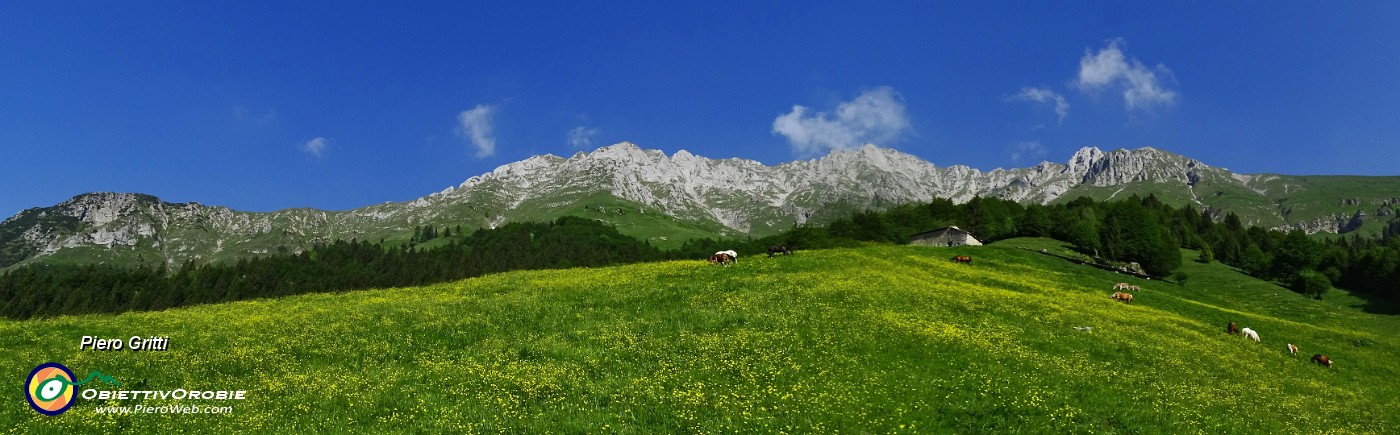 17 Cascina del Menna con cavalli ed asini al pacolo.jpg